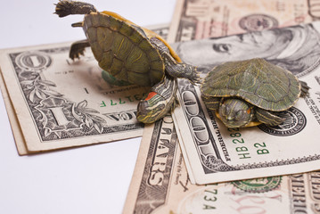 Turtle economy