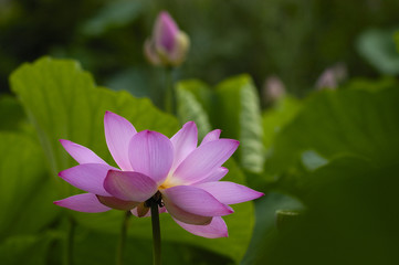 Lotus