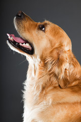 Golden retriever isolated on grey background. Studio shot.