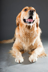 Golden retriever isolated on grey background. Studio shot.