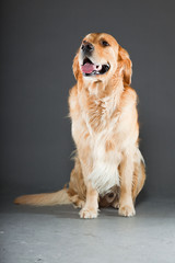 Golden retriever isolated on grey background. Studio shot.