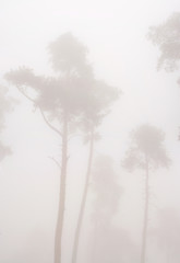 Obraz na płótnie Canvas Jesienne mgły