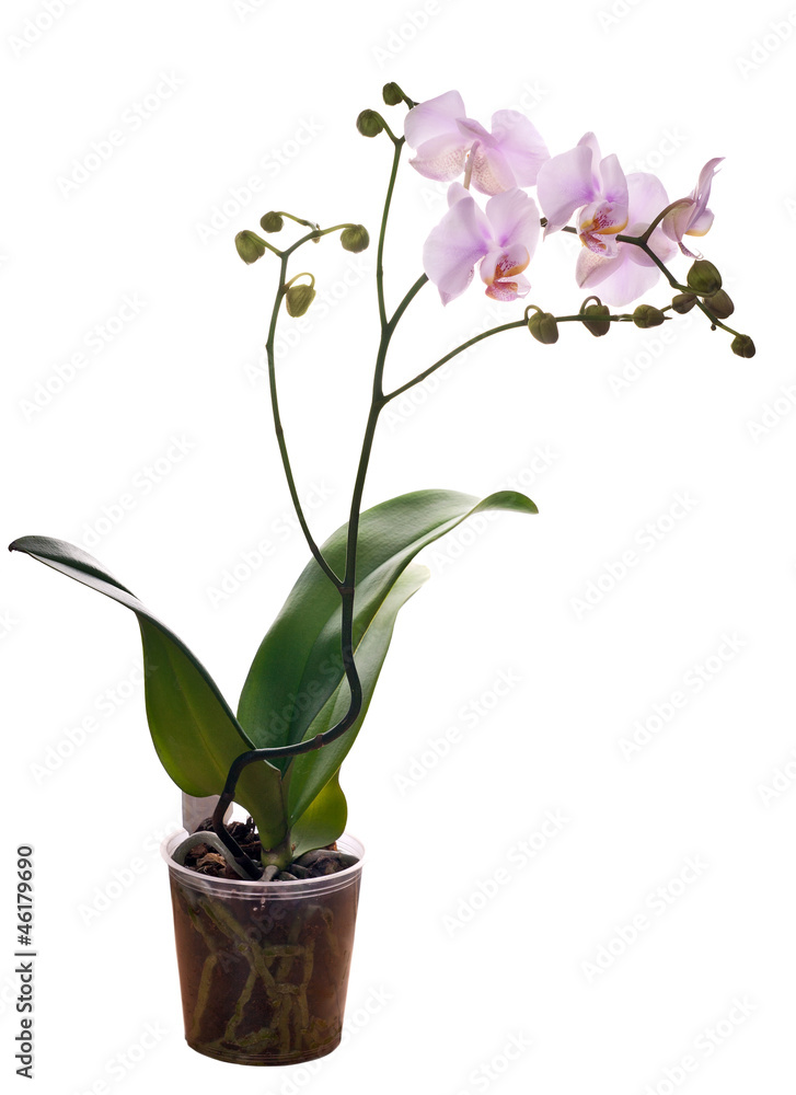 Wall mural pink orchid flower in pot on white background