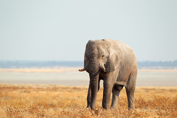 Fototapeta na wymiar Słoń afrykański na otwartych równinach, Etosha N / P