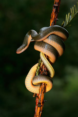 Fototapeta premium Aurora house snake (Lamprophis aurora)