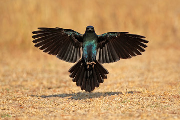Fototapeta premium Burchell's starling landing