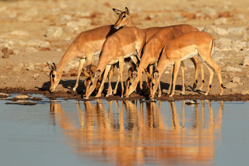 Impala antelopes at waterhole, Etosha N/P