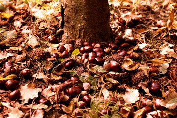 Kastanienbaum_2012