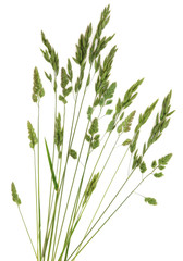Rye Grass