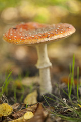 Fliegenpilz Fly Agaric