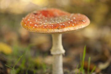 Fliegenpilz Fly Agaric