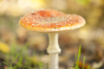 Fliegenpilz Fly Agaric