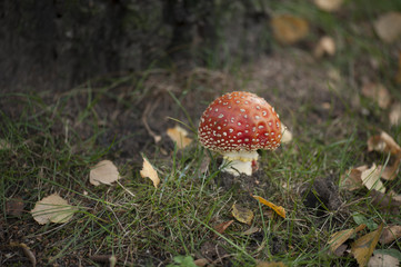 Fliegenpilz Fly Agaric