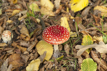 Fliegenpilz Fly Agaric