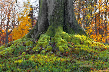 Landscape with the autumn forest. Strong roots of old trees. Aut
