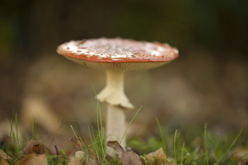 Fliegenpilz Fly Agaric