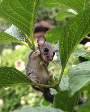 Cute Dormouse