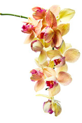 orchid isolated on a white background
