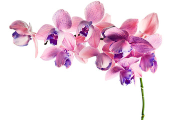 Fototapeta na wymiar Orchidea samodzielnie na białym tle
