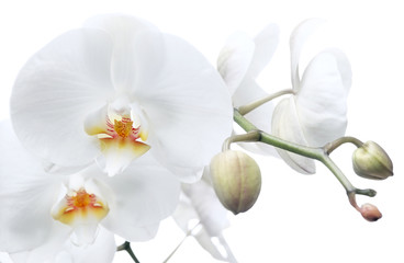 orchid  on a white background