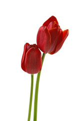 Fototapeta premium Zwei Tulpen