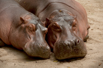 Mother and son of Hippopotamus sleeping.