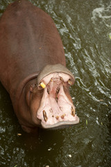 Hippopotamus lifted the head in top and widely opened a mouth