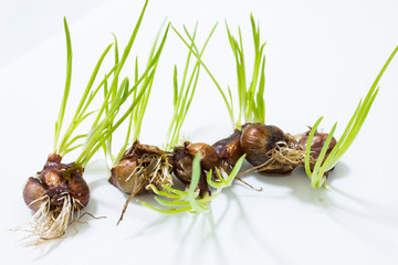 Onions Raw material