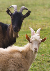 Closeup portrait of a two goats, outside in a courtyard