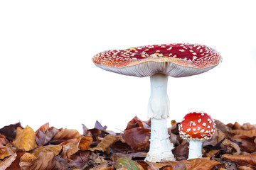 Young and fully grown fly agaric mushroom isolated on white