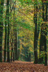 Autumn forest path in the Dutch national park Veluwe