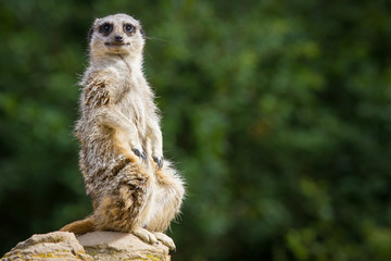 Meerkat