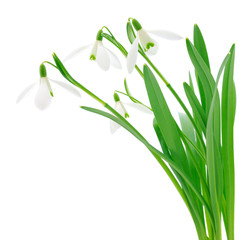 Snowdrops (Galanthus nivalis) on white background