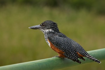 Giant Kingfisher