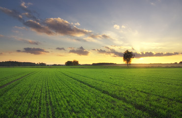 Obraz premium lonely tree at beautiful sunset