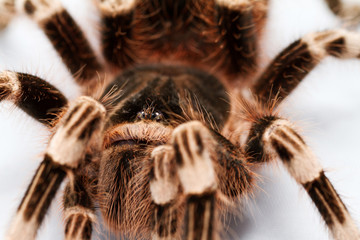 beautiful spider