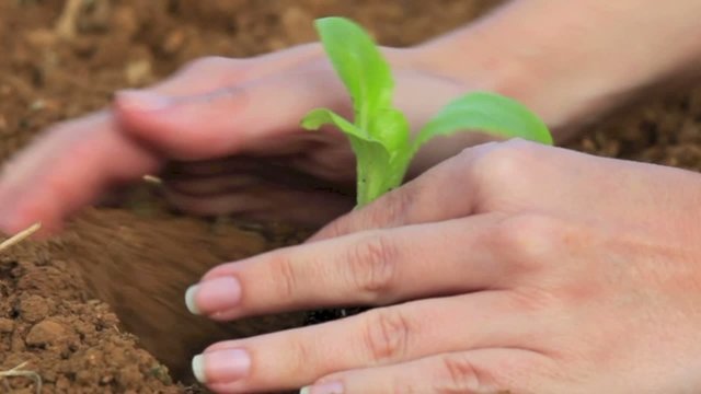 Plant a bud