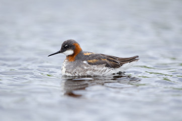 Odinshühnchen, Red necked phalarope, Phalaropus lobatus
