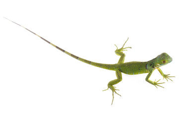 Baby Iguana