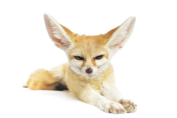 fennec fox on white - obrazy, fototapety, plakaty