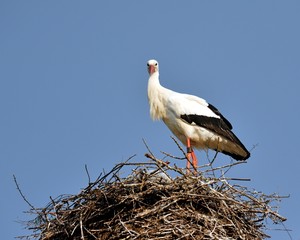 Stork in the nest I