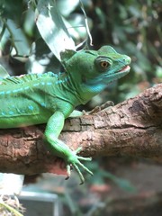 reptile