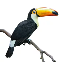 Fototapete Tukan isolierter Vogel. Tukan sitzt auf einem Ast isoliert auf weißem Hintergrund