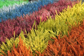 Colorful heathers