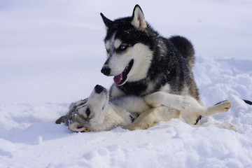 Naklejka premium Who is stronger