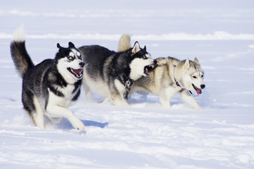 Three running dogs of breed a Siberian Huskies