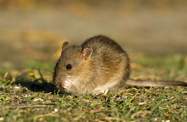 Brown rat