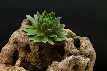 stone Rose