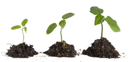 Saplings on white background