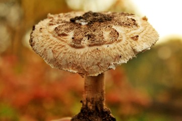 Mushroom
